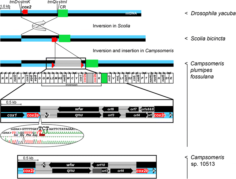 Fig. 2