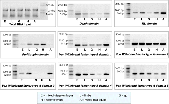 Fig. 8