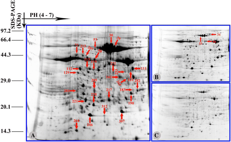 Fig. 8