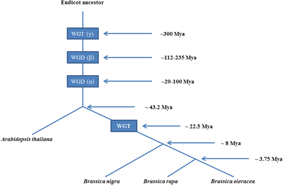 evolutionary history and functional divergence of the cytochrome arabidopsis genome size