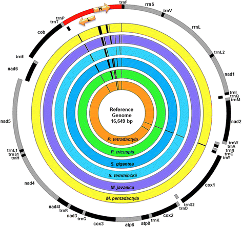 Fig. 1