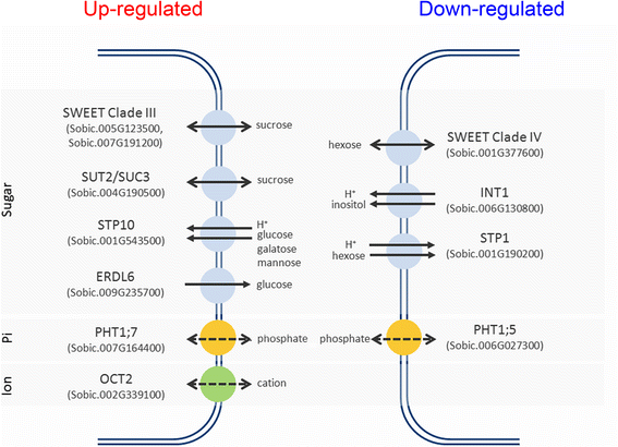 Fig. 5