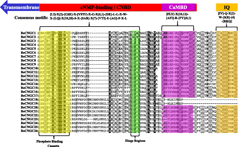 Comprehensive Genomic Analysis Of The Cngc Gene Family In Brassica Oleracea Novel Insights Into Synteny Structures And Transcript Profiles Bmc Genomics Full Text