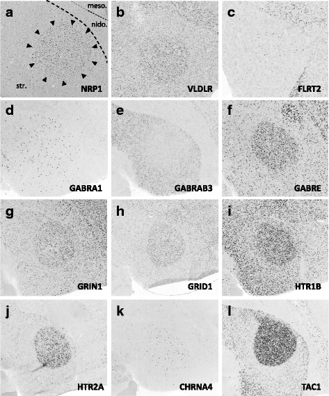 Fig. 12