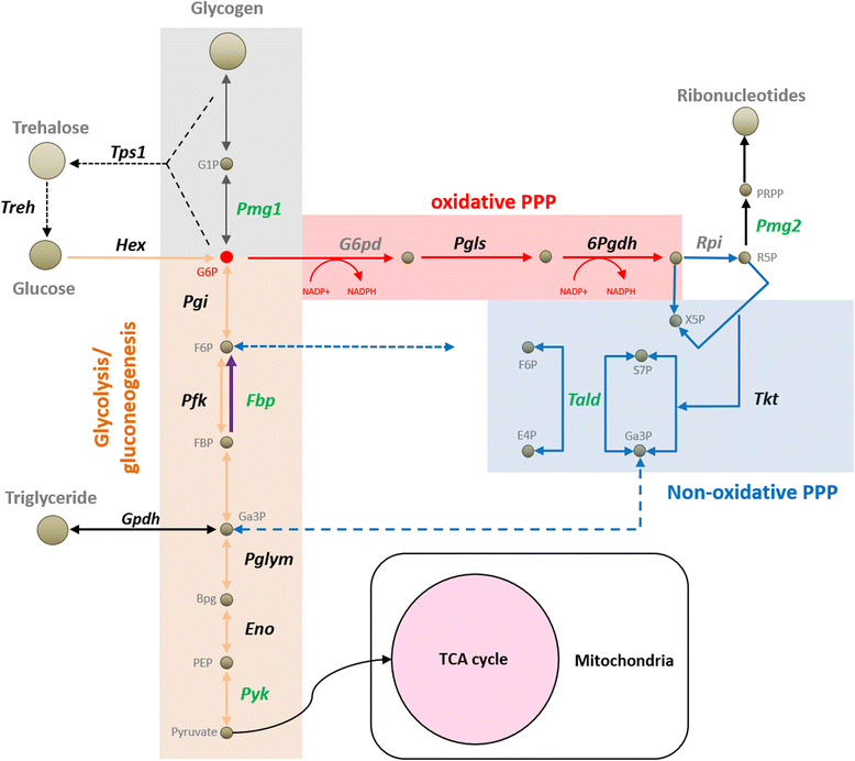 Fig. 6