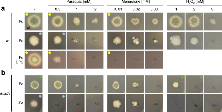 Fig. 6