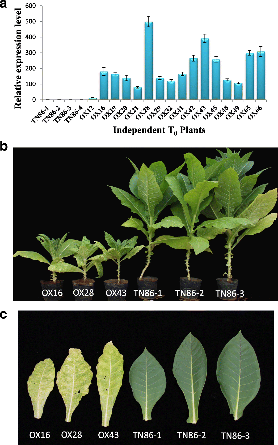 Fig. 5