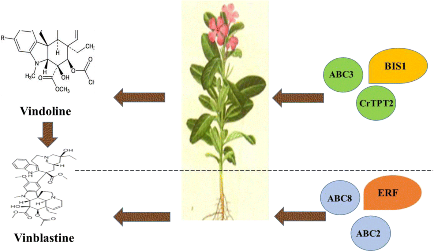 Fig. 8