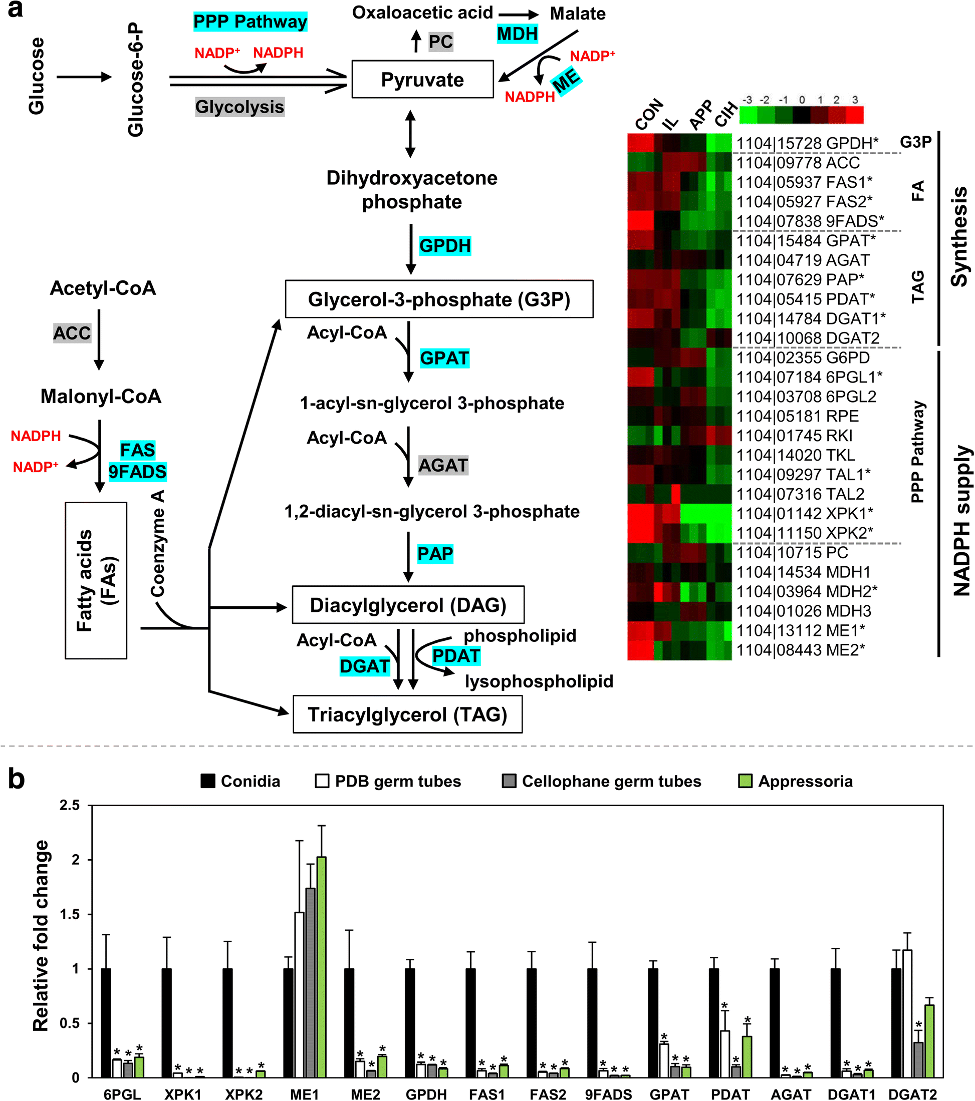 Fig. 6