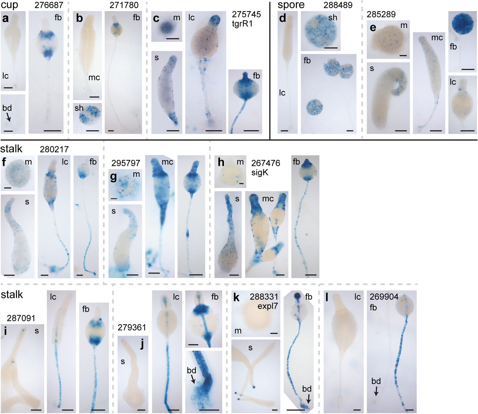 Fig. 8