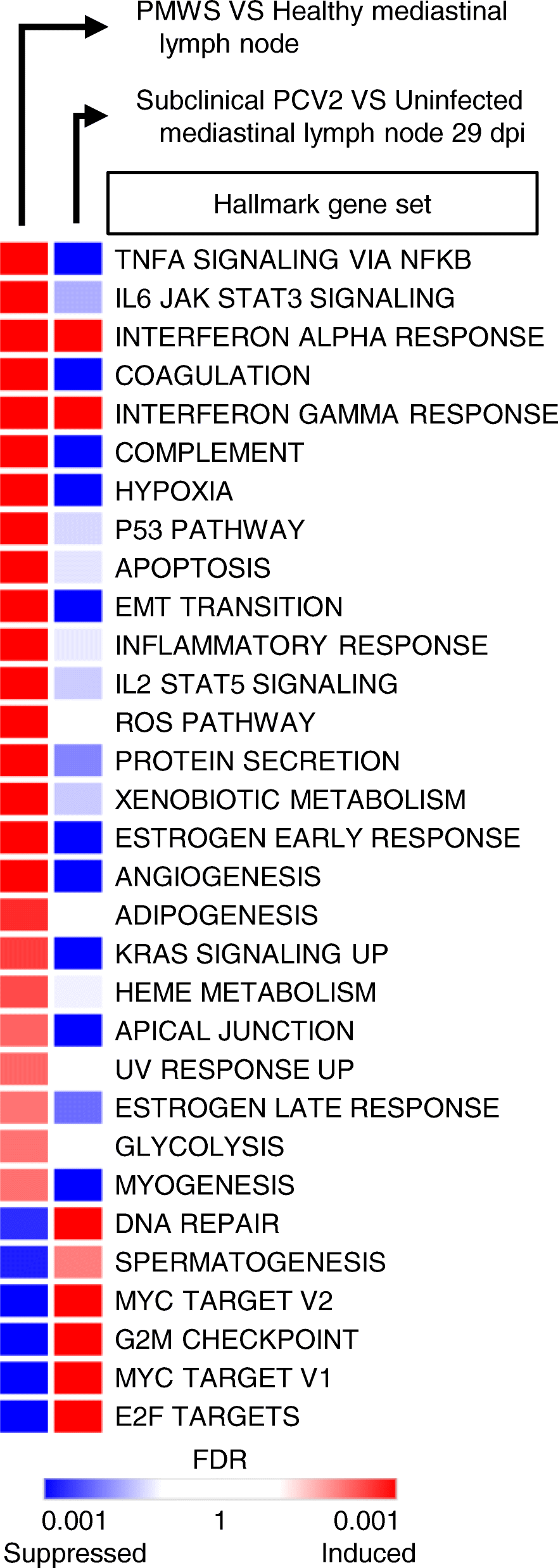 Dissecting clinical outcome of porcine circovirus type 2 with in vivo  derived transcriptomic signatures of host tissue responses | BMC Genomics |  Full Text