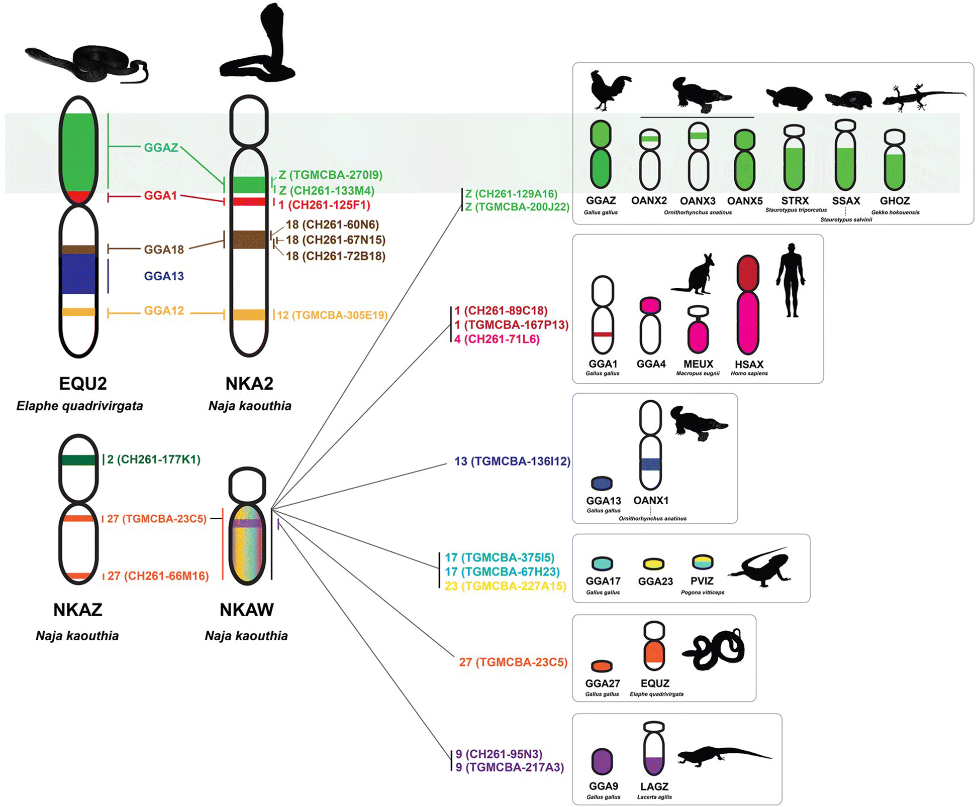 Fig. 6