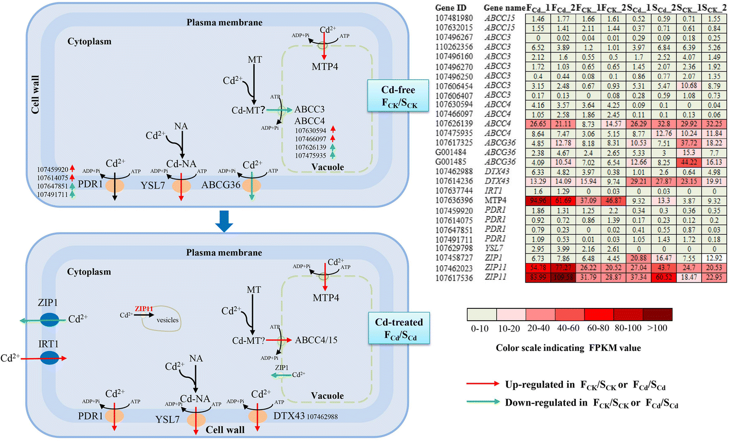 Fig. 6