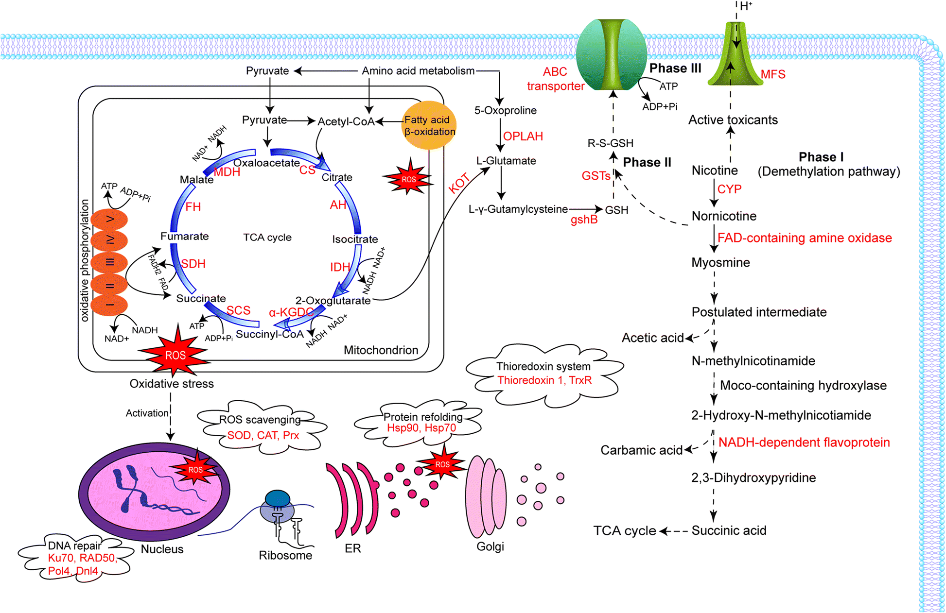 Fig. 8