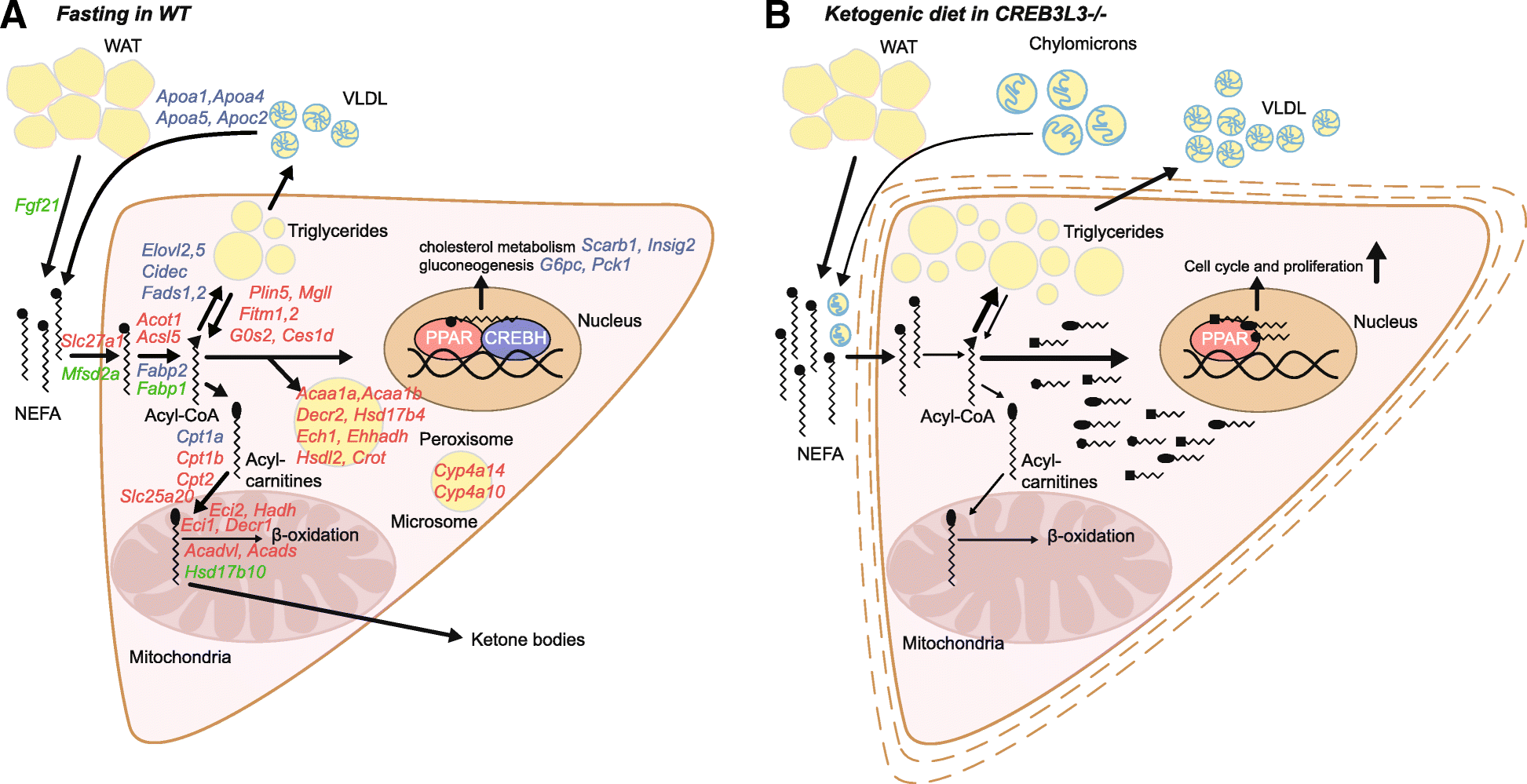 Fig. 11