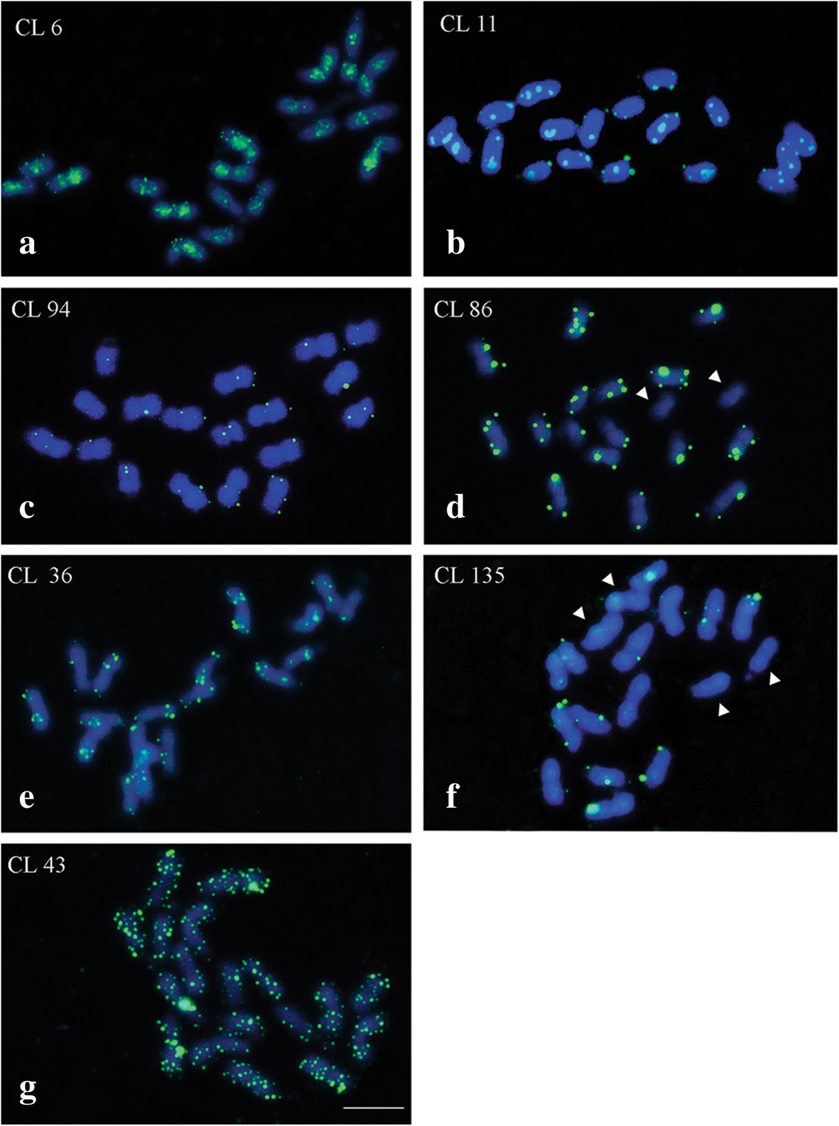 Fig. 11