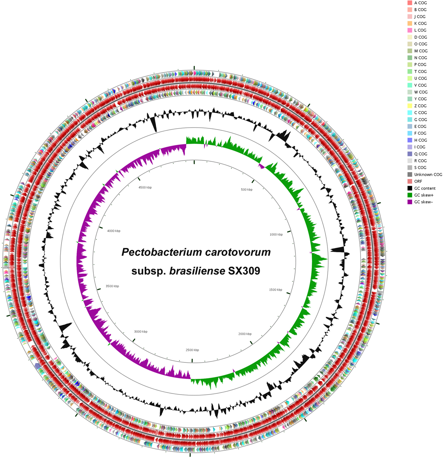 Comparative Genomic Analysis Of Pectobacterium Carotovorum Subsp Brasiliense Sx309 Provides Novel Insights Into Its Genetic And Phenotypic Features Bmc Genomics Full Text