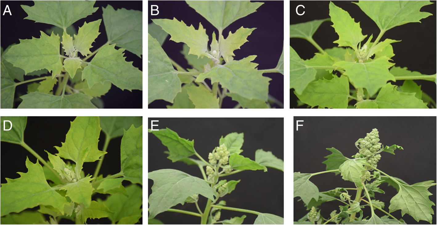 quinoa plant leaves