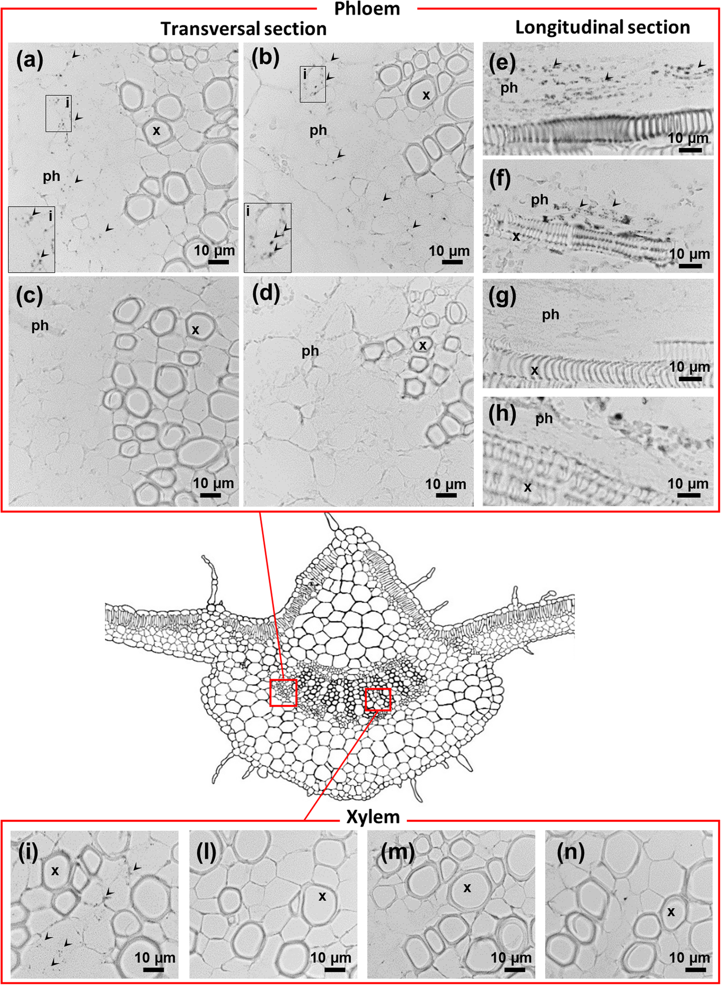 Fig. 5