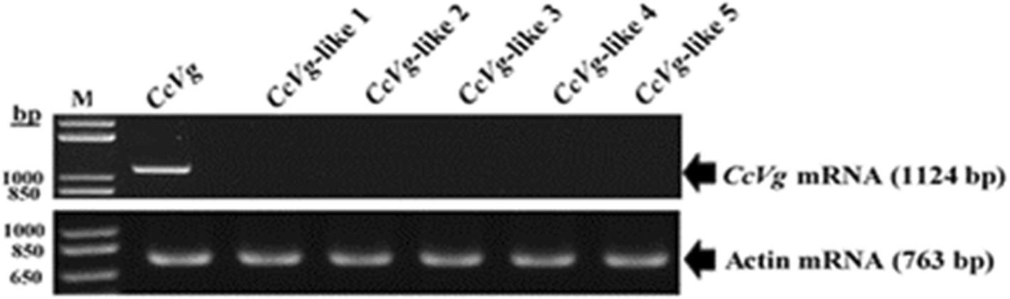 Fig. 7