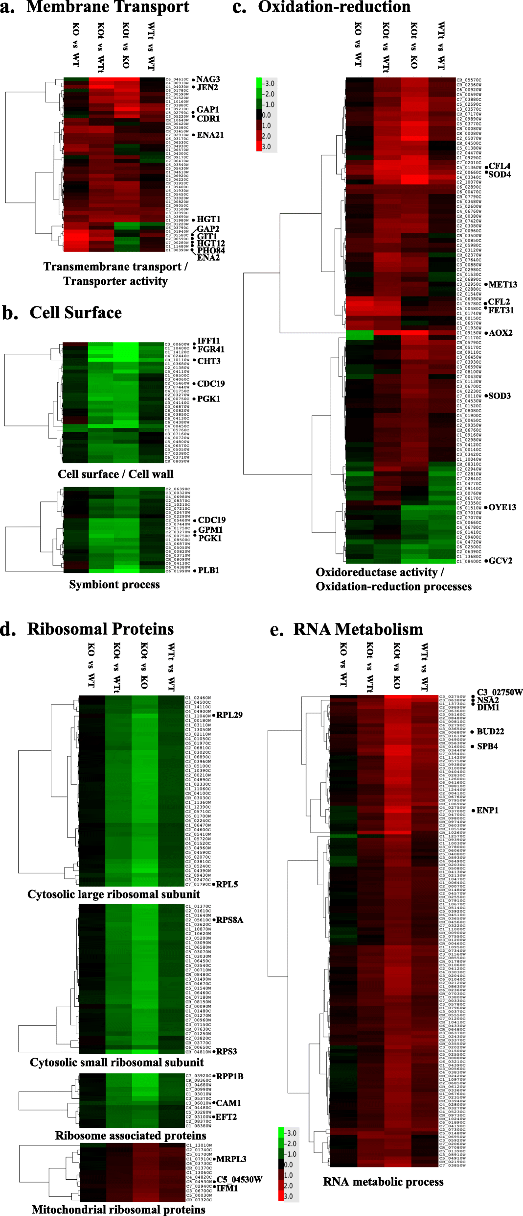Deletion Of The Fungus Specific Protein Phosphatase Z1 Exaggerates The Oxidative Stress Response In Candida Albicans Bmc Genomics Full Text