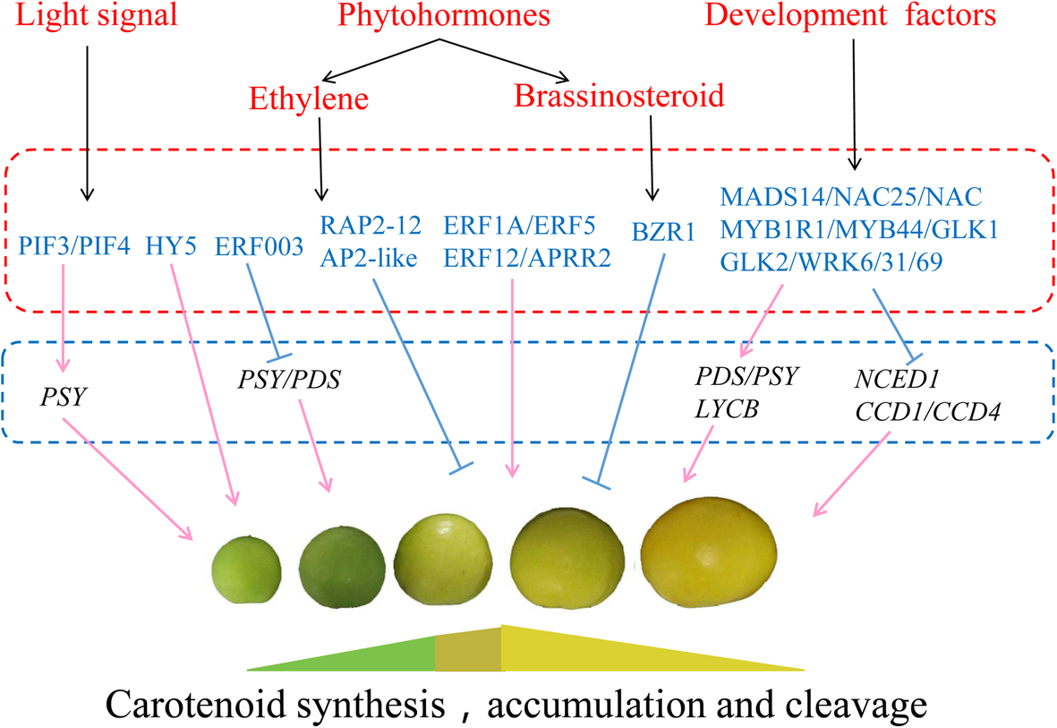 Fig. 8