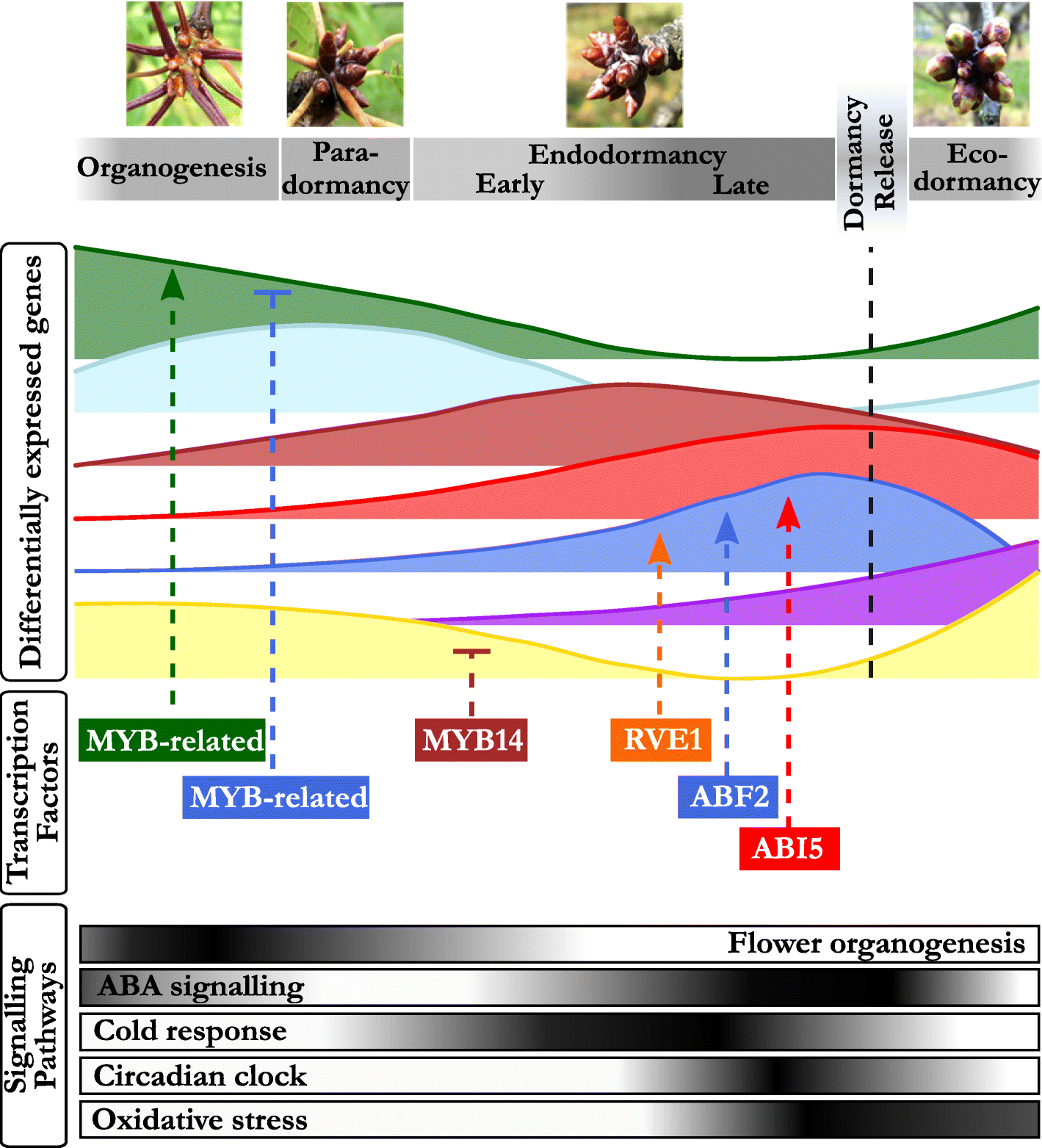 Fig. 10