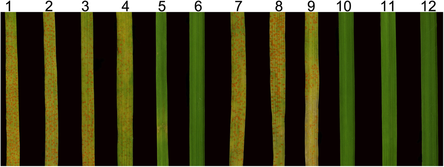 Fig. 10