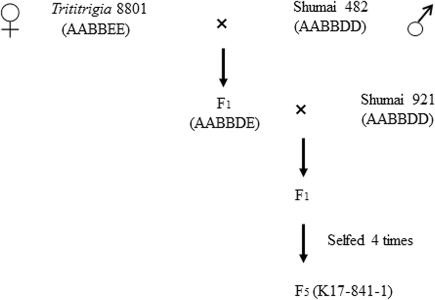 Fig. 11