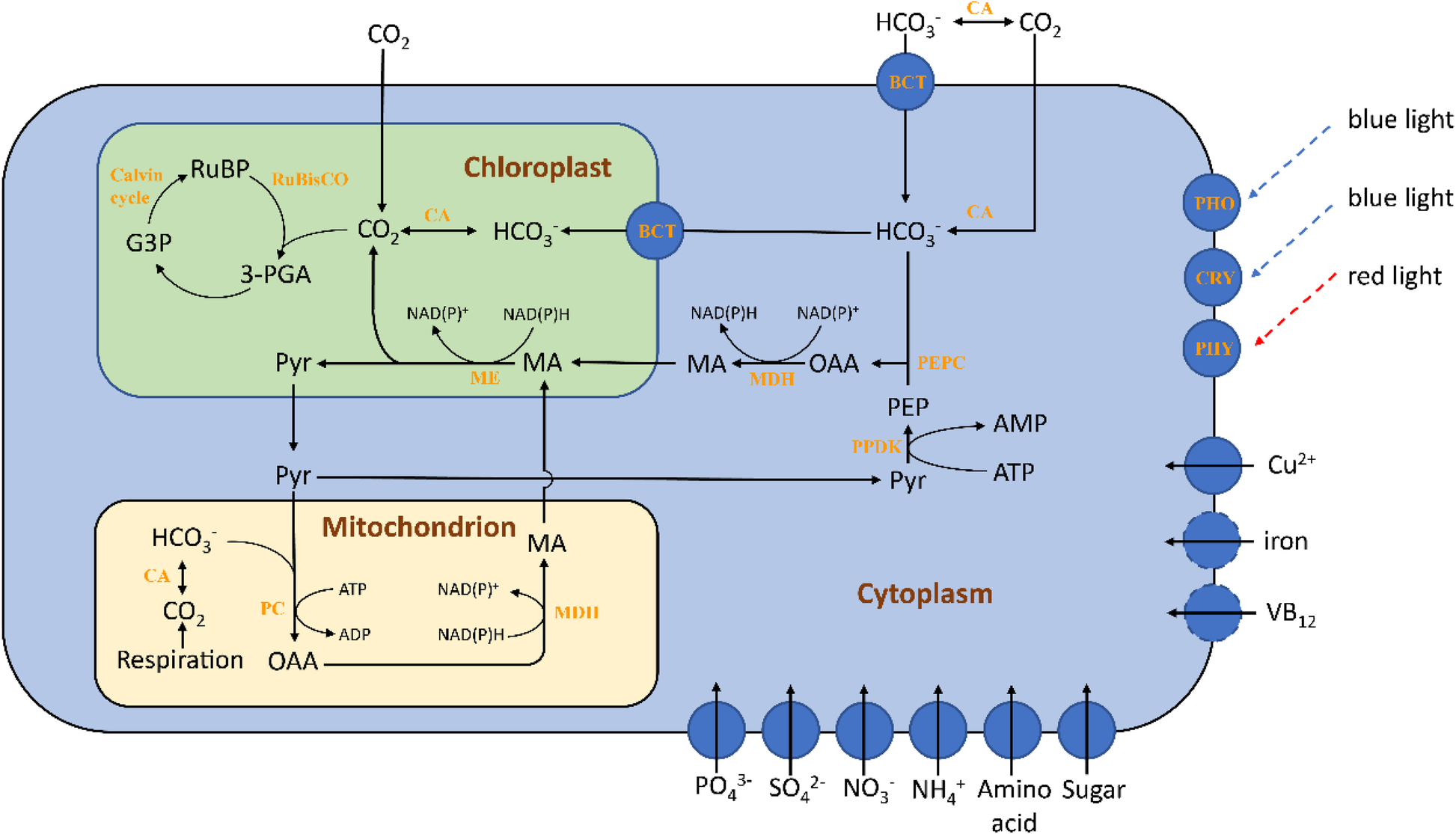 Fig. 10