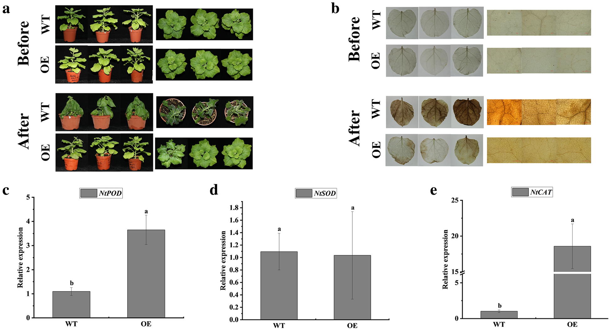 Fig. 10