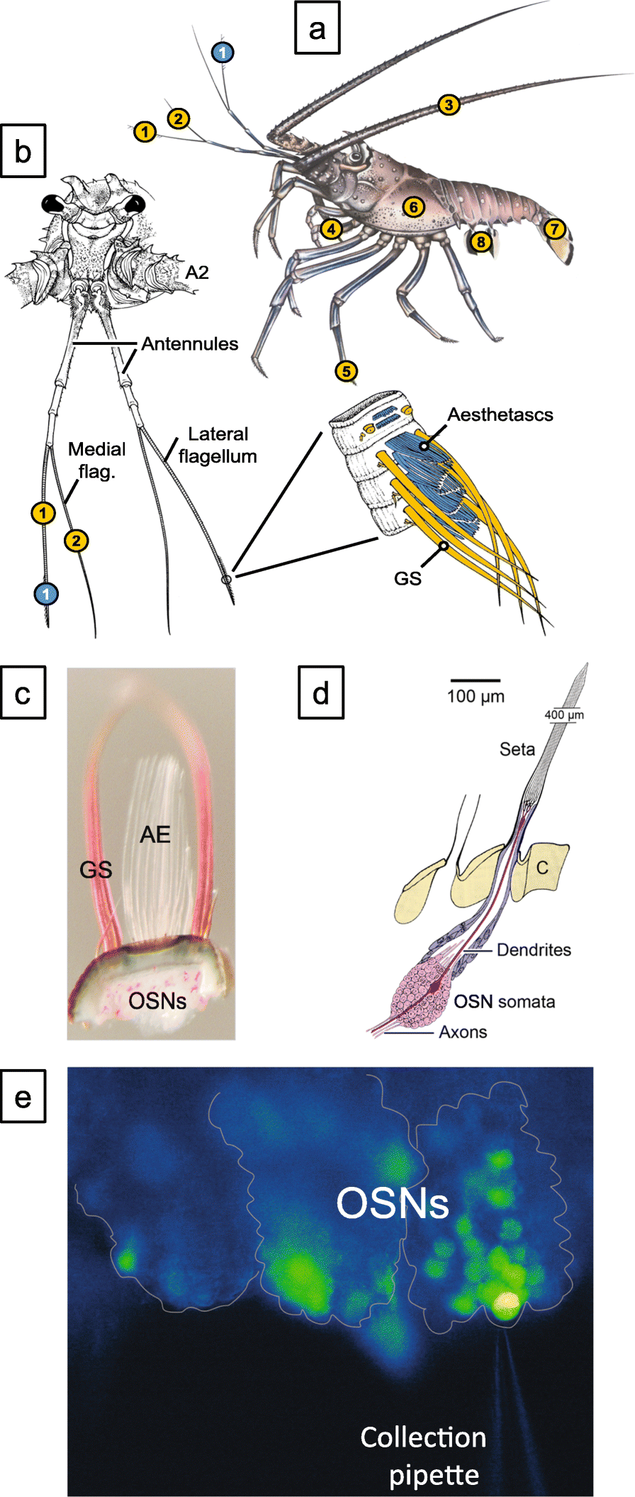 Fig. 2