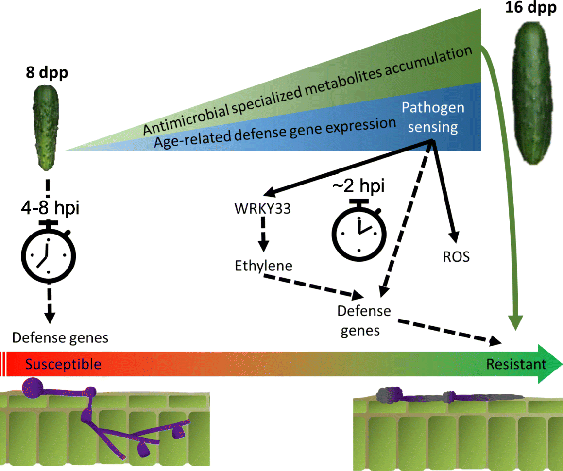 Fig. 10