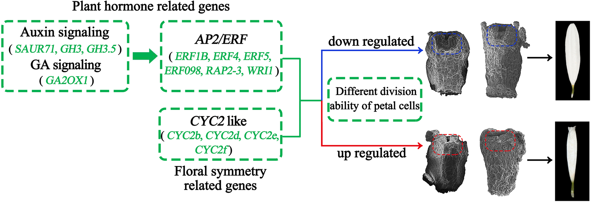 Fig. 11