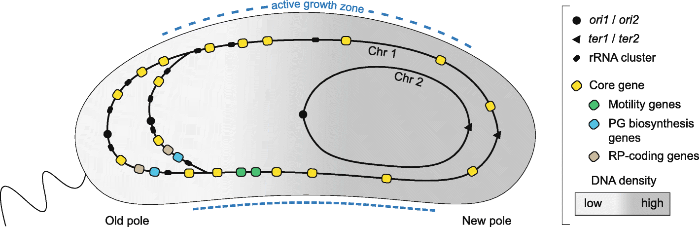 Fig. 5