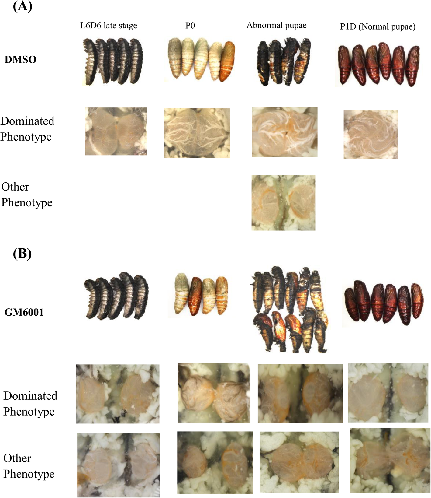 Fig. 12