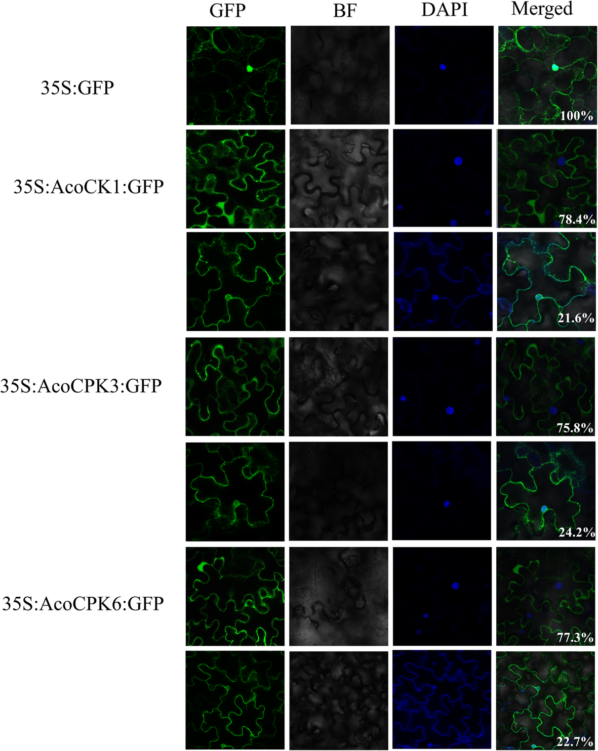 Fig. 7