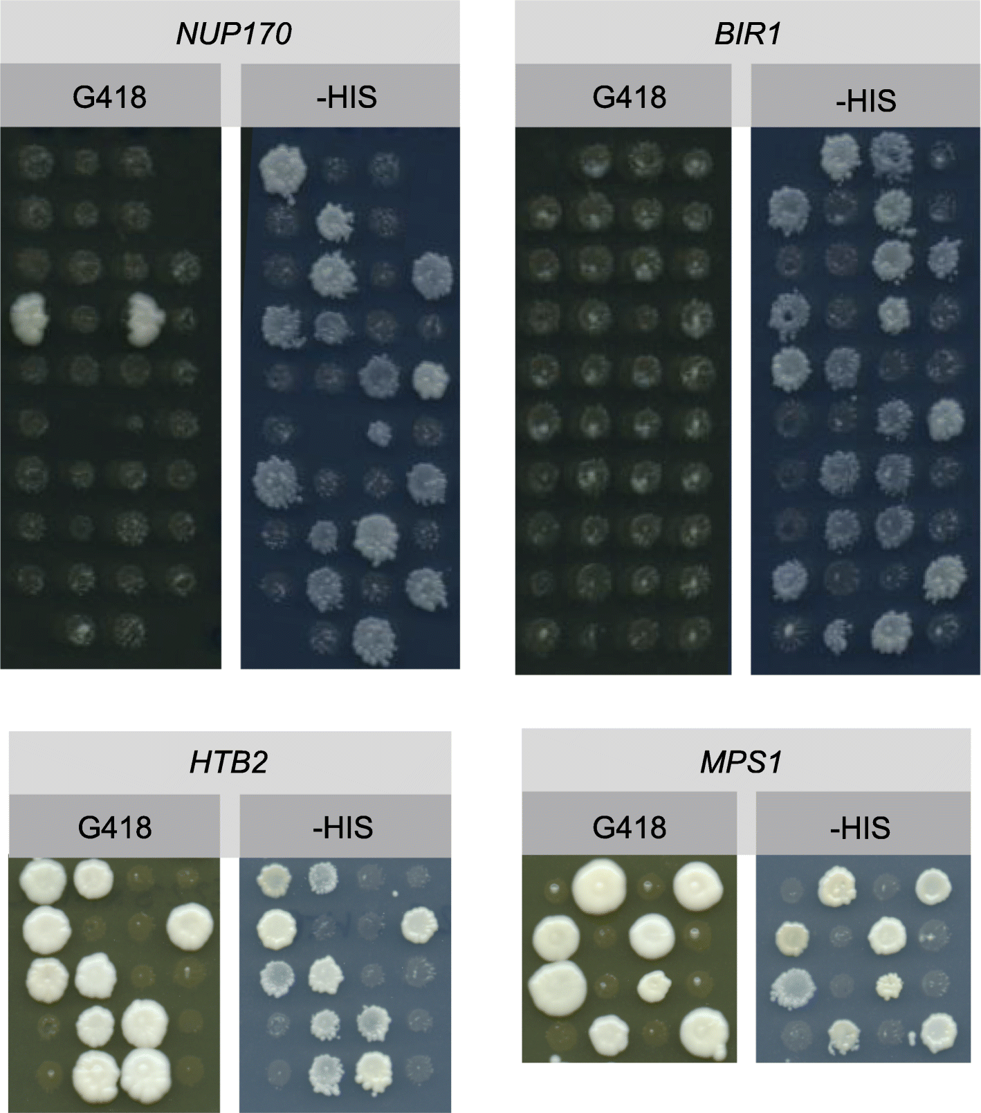 Fig. 6