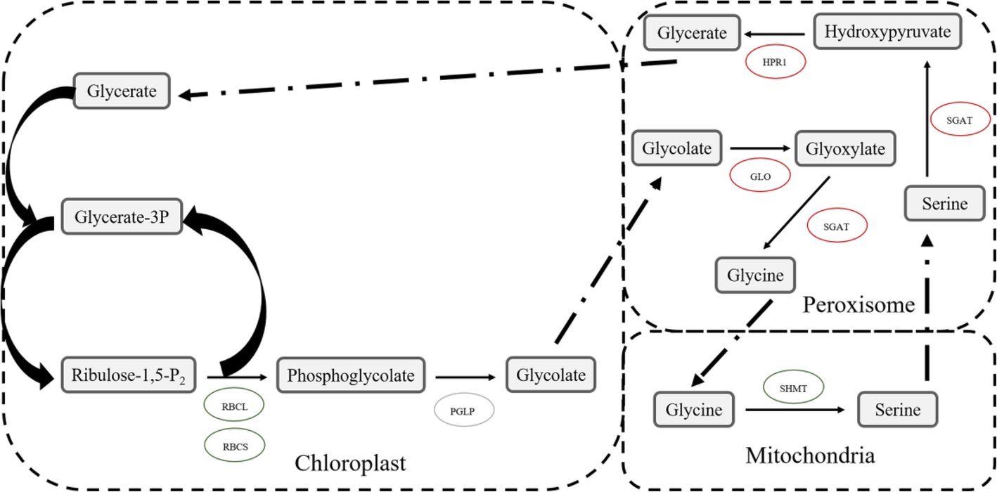 Fig. 11