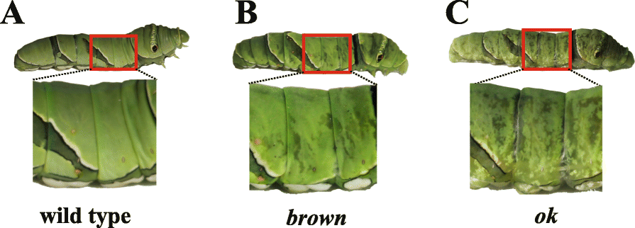 Fig. 5