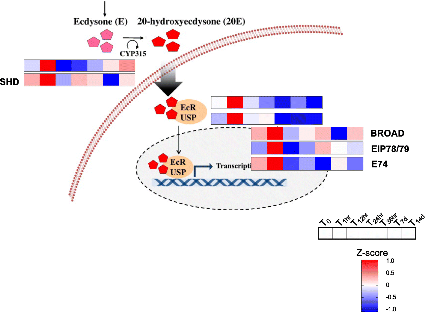 Fig. 3