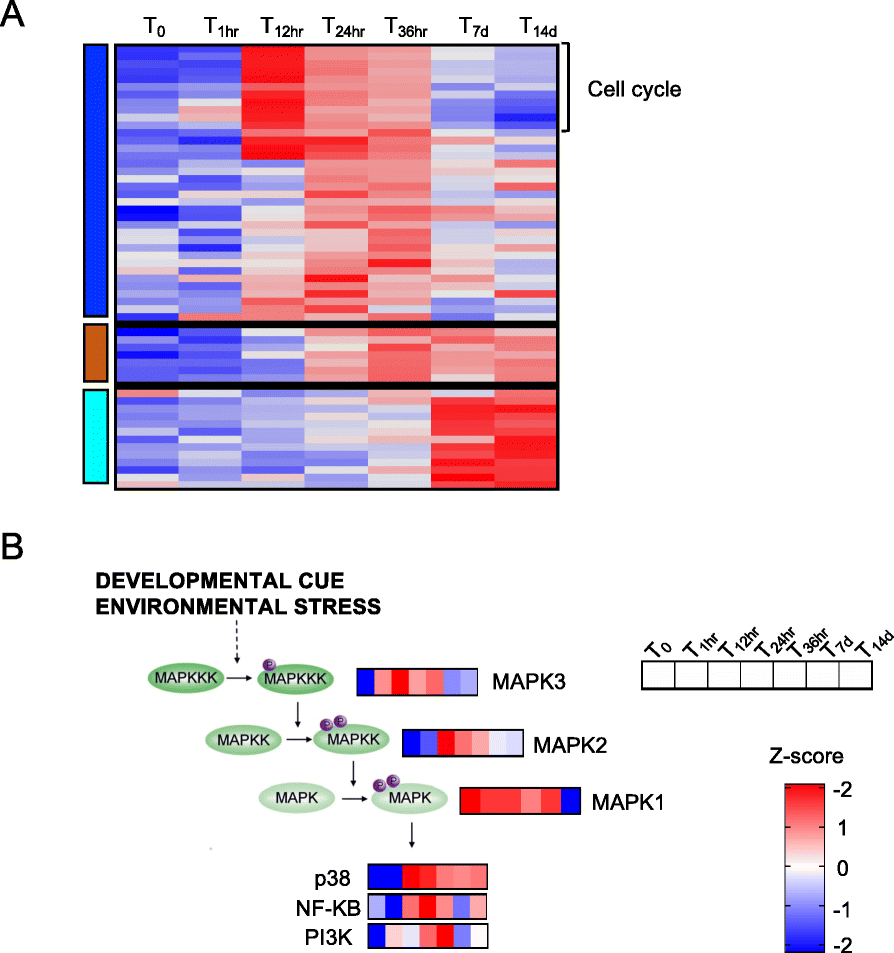 Fig. 8