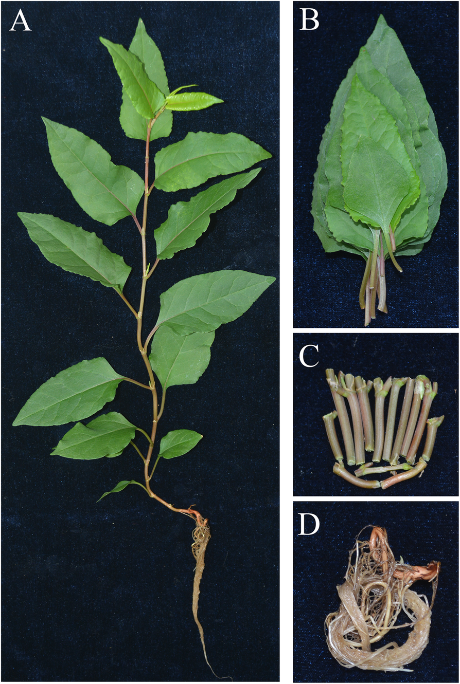 Fig. 1