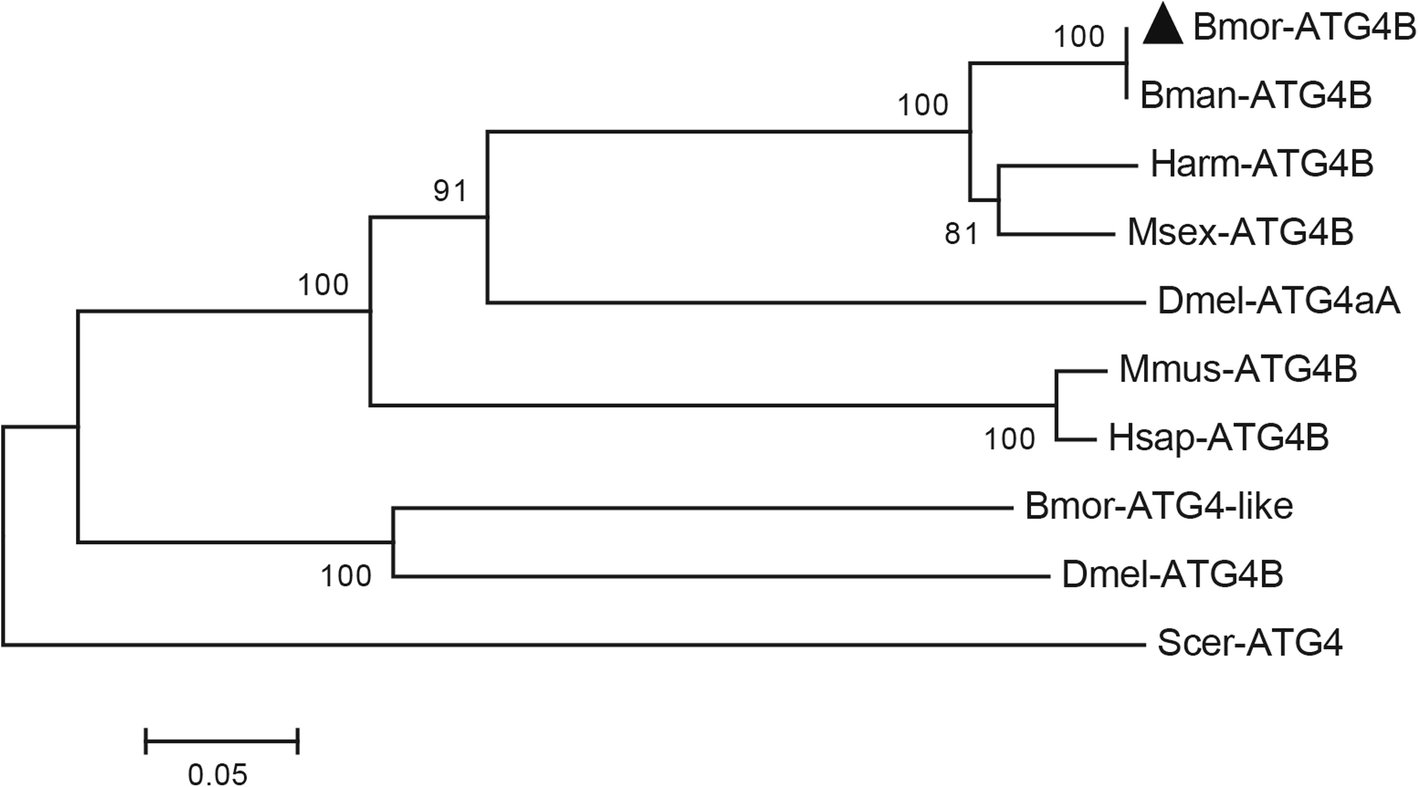 Fig. 8