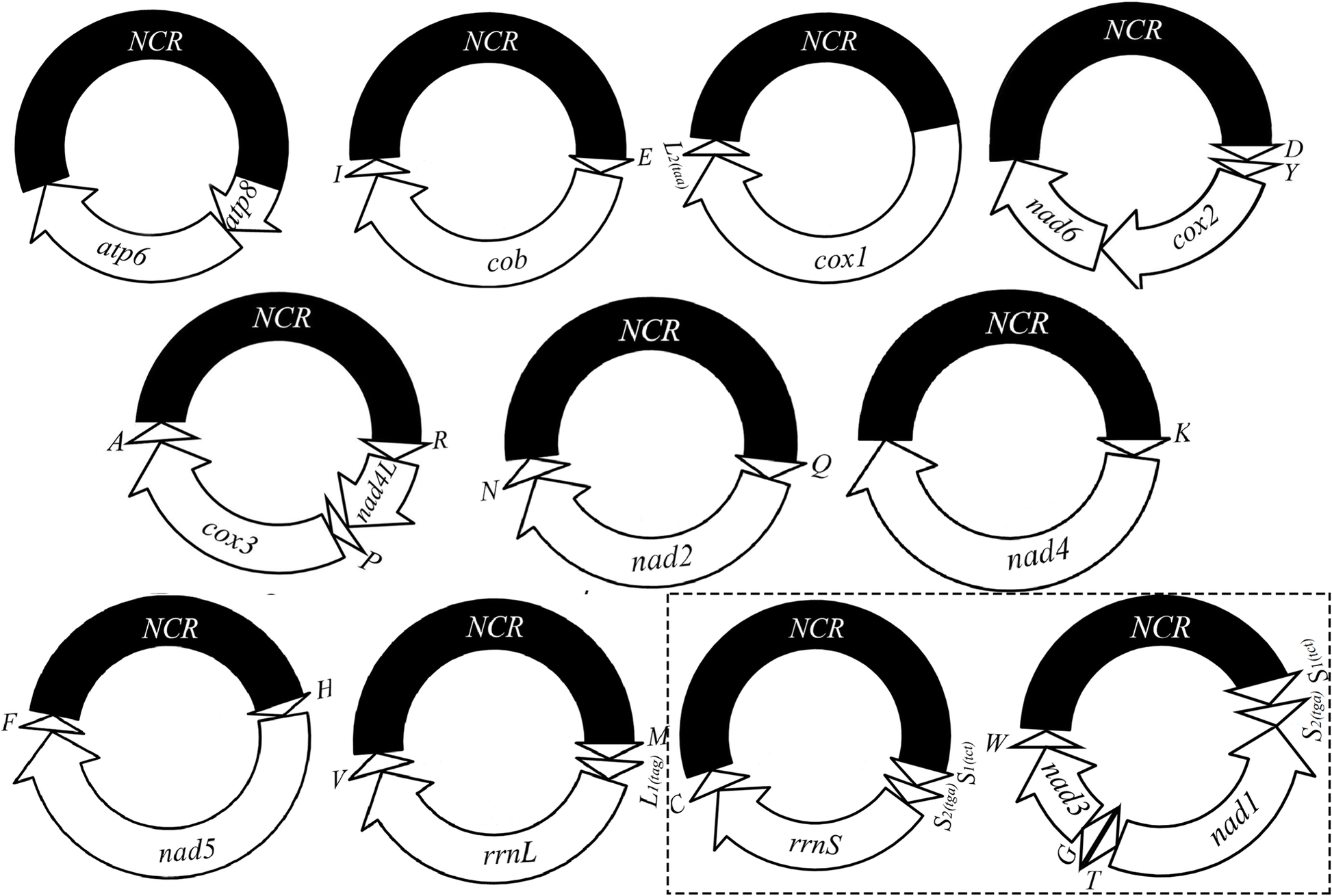 Fig. 5