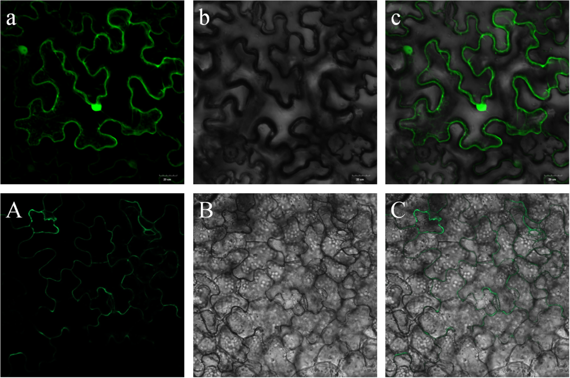 Fig. 10