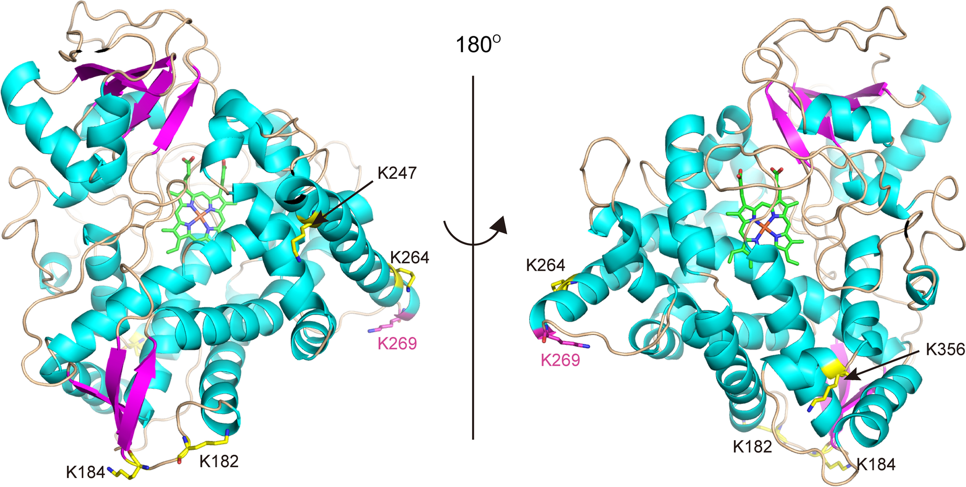 Fig. 9