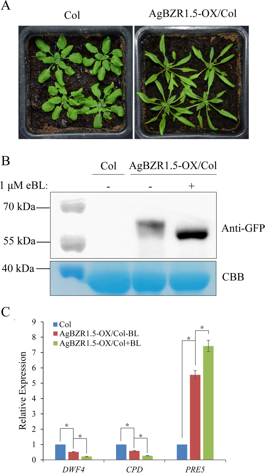 Fig. 8