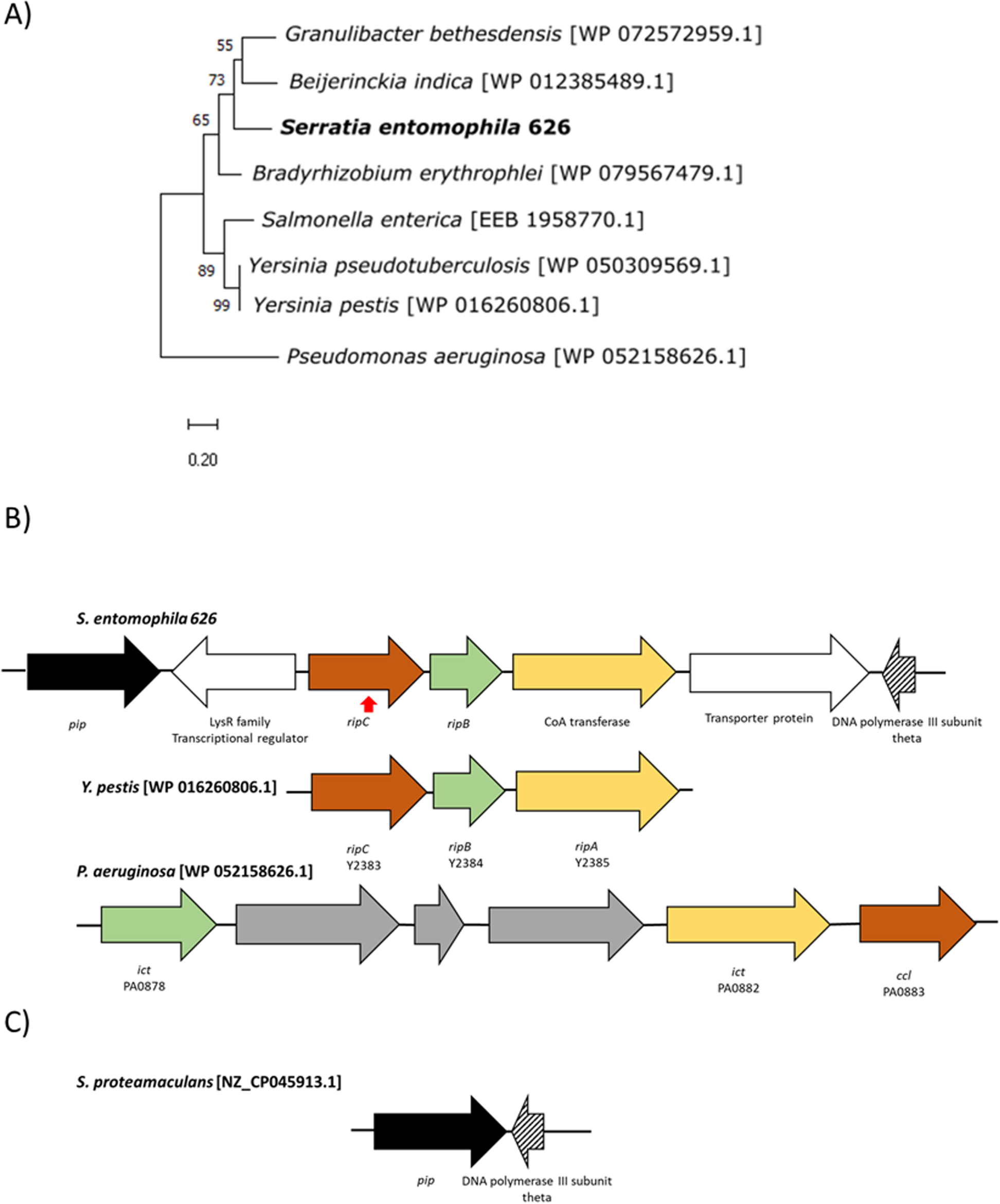 Fig. 10