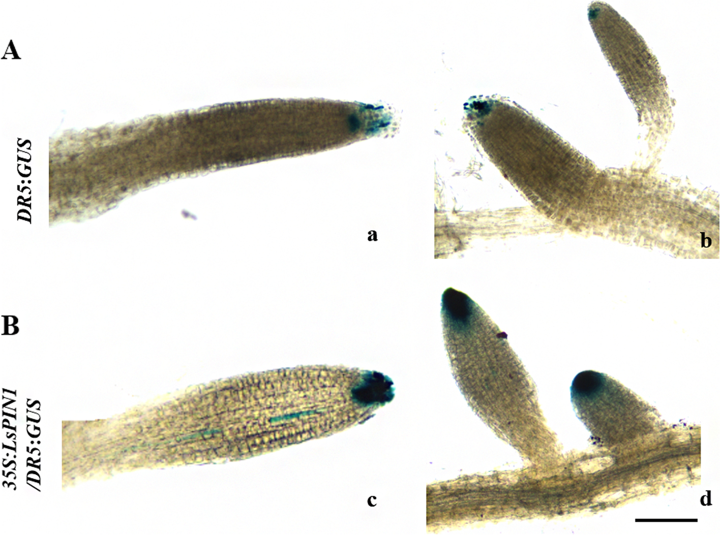 Fig. 7